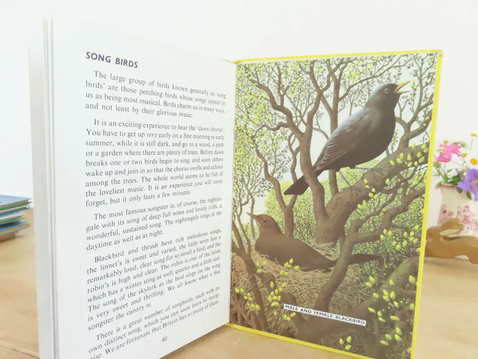 VINTAGE Ladybird book - Birds and How They Live (1969)