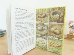 VINTAGE Ladybird book - Birds and How They Live (1969)