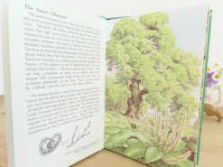 VINTAGE Ladybird book - Trees (1970s)