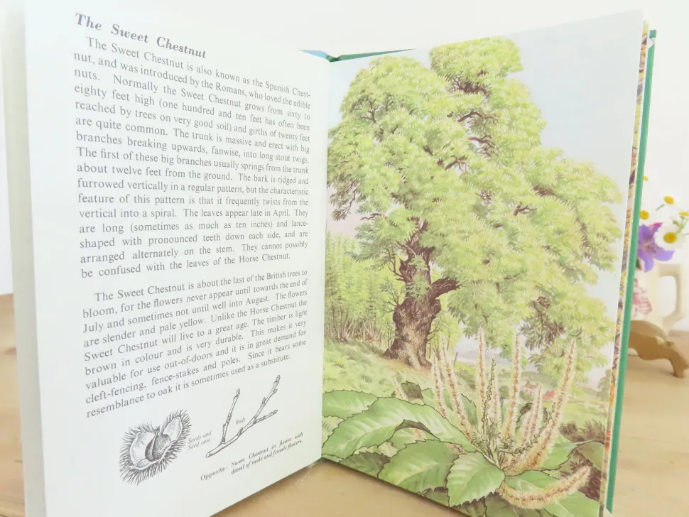 VINTAGE Ladybird book - Trees (1970s)